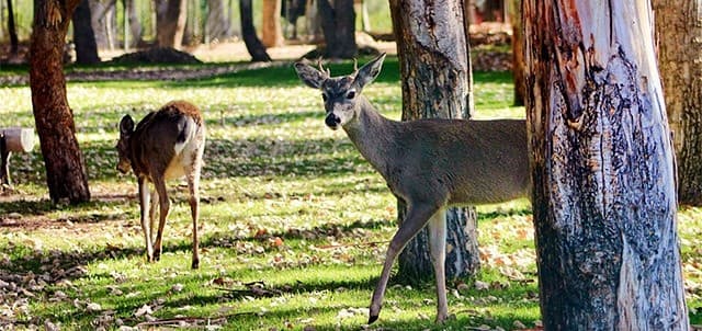 Biodiversity at Tangamanga Park