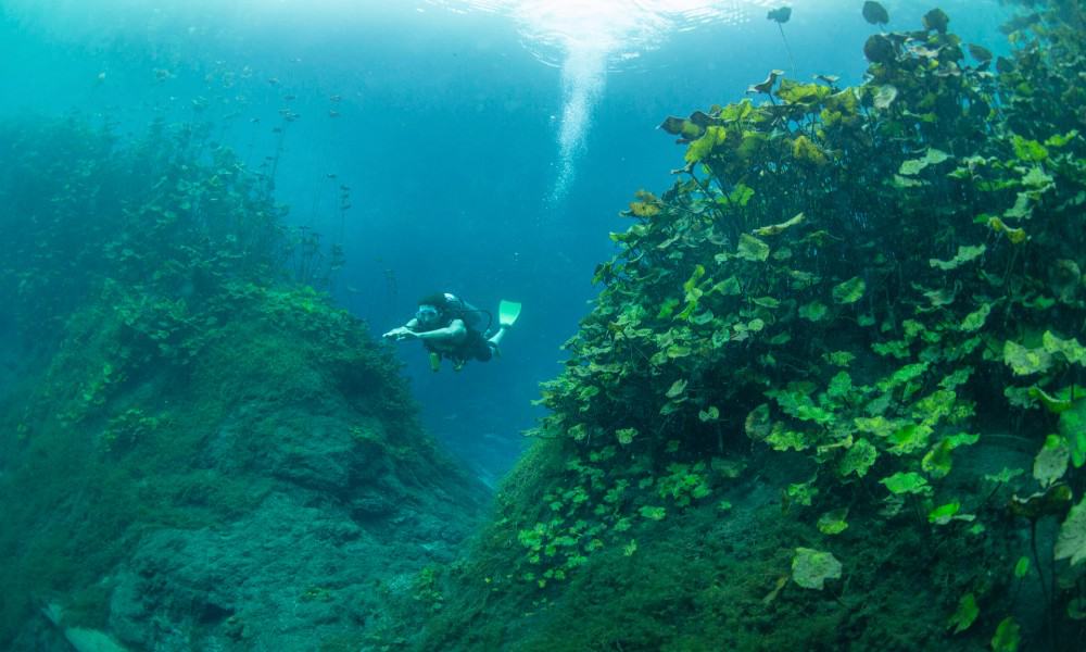 Underwater view of Media Luna springs